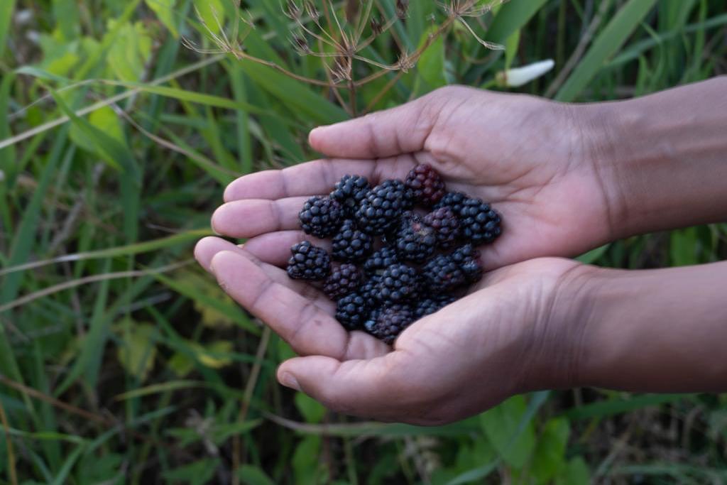 Zien ze er niet heerlijk uit? Gisteren na een dag vol met consulten en behandelingen, heb ik heerlijk gewandeld 🚶in mijn ‘achtertuin’, het Twiske. Dan gaat er niets boven een mandje vol verse bramen te mogen plukken als topping op b.v. yoghurt, Teff ontbijt, Acai bowl of op de havermout.
Bramen zijn niet alleen lekker, ze zijn ook nog supergezond. Ze zitten vol vitamines. Zo bevatten ze vitamine E en vitamine C, beide als antioxidant om je lichaamscellen helpen te beschermen.✨💚

#bramen #bramenzijngezond  #colonhydrotherapy #cleanfood #detox #orthomoleculair #amsterdam #eetgezondengevarieerd #marjoriedetox #marjoriedetoxbodyandlifestyle